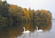 1298_1145  Die Bume der bewaldeten Insel im jendorfer See haben ihre Herbstfarben angelegt - diesig-grauer Herbstag in Hamburg jendorf. Zwei Schwne schwimmen auf dem Wasser.