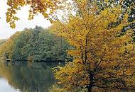 1326_1310  Herbst in Hamburg Bramfeld -Bume mit gelben und braunen Blttern stehen am Ufer des Sees; abgefallenes Laub liegt am Boden im Gras. 