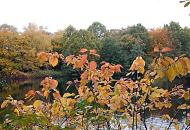 1326_1310  Naherholungsgebiet Bramfelder See im Herbst - das Laub der Bume und Strucher hat sich herbstlich gefrbt; die Laubbume stehen bis dicht ans Ufer. 