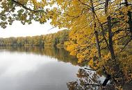 1355_1321  Herbstfarben am Grossen Bramfelder See - die Bume am Naherholungsgebiet in Hamburg Bramfeld sind herbstlich gefrbt; der Wald steht bis an das Ufer des Sees.