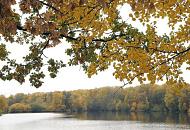 1364_1319  Herbstfarben am Grossen Bramfelder See - die Bume am Naherholungsgebiet in Hamburg Bramfeld sind herbstlich gefrbt; der Wald reicht bis an das Ufer des Sees.