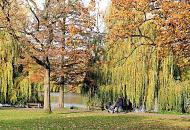 1423_0957  Wanderweg entlang der Hamburger Alster im Herbst - die meisten Laubbume tragen schon gelbes und braunes Laub oder haben ihre Bltter schon verloren. Die Weiden am Ufer der Alster in Hamburg Harvestehude sind noch dicht belaubt. Ein Prchen mit Kinderwagen gehen in der Nachmittagssonne spazieren.