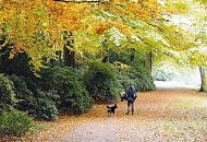1469_1299  Waldweg im Herbst - Spaziergnger mit Hund auf dem laubbedeckten Weg unter Herbstbumen.