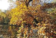 1483_1606  Ein dicker Eichenast ragt ber das Wasser eines Teichs im Hohenbuchenpark - die Bltter des Laubbaumes sind gelb und braun gefrbt. Herbst im Hamburger Stadtteil Poppenbttel.  