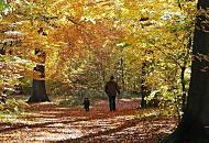 1483_1606  Ein Mann geht mit seinem Hund durch das Herbstlaub, das den Boden des Waldes bedeckt. Die Herbstsonne scheint durch das Laub der herbstlichen Bume.