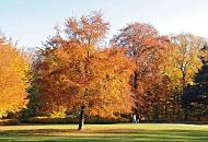 1506_1623  Die Bume im Hohenbuchenpark erstrahlen in Herbstfarben in der Sonne - Spaziergnger geniessen den sonnigen Herbstnachmittag und gehen auf dem Weg unter den Herbstbumen.