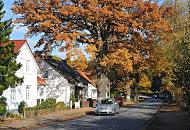 1531_1574  Strassenbume mit Herbstlaub in der Poppenbttler Hauptstrasse - Wohnhuser am Strassenrand; Laub liegt auf dem Gehweg.
