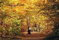 1591_1642 Herbststimmung am Alsterwanderweg in Hamburg Poppenbttel - die Laubbume leuchten golden, Laub liegt auf dem Weg. Eine Spaziergngerin schiebt eine Kinderkarre entlang das lichtdurchflutete herbstliche Bltterdach.