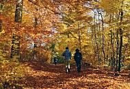 1596_1645 SpaziergngerInnen auf dem laubbedeckten Alsterwanderweg im Hamburger Stadtteil Poppenbttel - der Weg ist dicht mit abgefallenem Herbstlaub bedeckt. Die Herbstsonne scheint durch das goldgelbe und rostbraune Laub auf den Wanderweg.