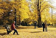 1629_1715 Der Weg beim Torhaus im Hamburger Stadtteil Wellingsbttel ist dicht mit gelben / goldenen Herbstlaub der Linden bedeckt. SpaziergngerInnen gehen durch die warme Herbstsonne unter den Linden entlang.