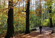 1642_1702 Radfahrer auf dem Alsterwanderweg, der durch Hamburg Wellinsbttel entlang der Alster fhrt. Die Herbstsonne scheint durch die hohen Laubbume des Waldes; der Boden ist mit Herbstlaub bedeckt.
