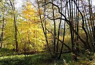 1655_1681 Urwaldlandschaft am Ufer der Alster - Naturschutzgebiete in der Hansestadt Hamburg. Der Uferbereich des Alsterlaufs ist mit Bumen und Gestrpp dicht bewachsen; die Herbstsonne scheint auf die goldgelben Bltter eines Baums.  