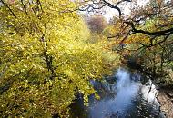 1667_1709 Laubbume stehen dicht bis an das Ufer der Alster - die Zweige hngen weit ber das Wasser des Hamburger Flusses - das Laub hat seine Herbstfrbung angenommen. Abgefallene Bltter schwimmen auf der Wasseroberflche alsterabwrts. 
