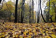 1693_2375 Dicht liegt das nasse Herbstlaub auf dem Boden in einem Waldstck in der nhe der Saselbek in Hamburg Sasel. 