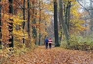 1723_2482 Mit Herbstlaub bedeckter Waldweg in Hamburg Volksdorf - zwei Jogger laufen ihre Runde im Herbstwald; hohe Buchen  und andere Laubbume stehen am Wegesrand.