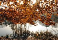 1740_2621 Die niedrig stehende Herbstsonne scheint auf die herbstlich gefrbten Bltter einer Buche am Ufer des Alhorndiek-Teichs. 