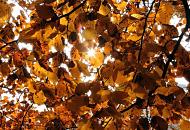 1744_2622 Die Herbstsonne scheint durch die herbstlich gefrbten Buchenbltter am Ufer des Ahlorndiekteichs in Hamburg Volksdorf.
