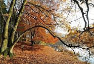 1753_2624 Sonniger Herbsttag am Ufer des Volksdorfer Alhorndiek Teichs - das gelbe von den Bumen abgefallene Herbstlaub liegt dicht am Ufer des kleinen Sees. Die ste der Bume ragen bis zum Wasser. 