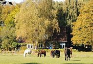 1791_9380 Pferde stehen in der Herbstsonne auf einer Wiese und grasen - zwischen hohen Bumen, deren Laub Herbstfarben trgt steht ein Wohnhaus mit Ziegeldach und blauer Eingangstr.