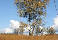 1807_0068 Eine Birke steht im Duvenstedter Brook uf einer Wiese - die Grashalme sind braun gefrbt. Das gelbe Herbstlaub des Baumes zeichnet sich vor dem blauen Himmel ab.