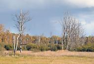 1815_0172 Abgestorbene Birken stehen auf einer drren Weide im Duvenstedter Brook. Hinter jungen Bumen und Struchern ist am Wiesenrand ein herbstlicher Birkenwald mit seinen weissen Baumstmmen zu erkennen. Der Himmel ist dunkel gefrbt; es scheint ein Gewitter aufzuziehen.