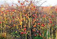 1894_2030 Rot und gelb leuchten die pfel an einem Apfelbaum in Hamburg Finkenwerder - dicht an dicht hngen die Herbstfrchte an den sten des Obstbaums, der seine Bltter schon verloren hat.