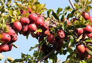 1899_7698 Es ist Herbstzeit - die pfel sind reif! Am Ast eines Apfelbaumes in den Hamburger Vierlanden hngen leuchtend rote pfel; der Obstbaum verspricht eine reiche Ernte.