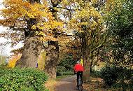 383_0713  Radfahrweg im Alstervorland - ein Fahrradfahrer mit Helm fhrt zwischen Bumen entland der Aussenalster - eine alte Eiche steht am Wegesrand, die Bltter sind gelbbraun gefrbt.  