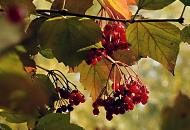812_9395  Die Bltter eines Strauchs frben sich rtlich - die roten Frchte hngen in Dolden zwischen den Herbstblttern. 