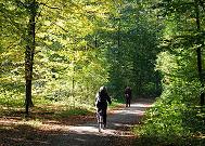 16_03833  Frhherbst im Niendorfer Wald - die Herbstsonne scheint durch die schon leicht verfrbten Zweige den Niendorfer Naherholung-Waldes; schon liegt braunes Laub auf dem Waldboden. Eine Fahrradfahrerin und Spaziergngerin auf dem Waldweg.  www.christoph-bellin.de