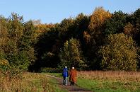 16_03836  Trampelpfad ber eine Wiese im Niendorfer Gehege - der herbstliche Wald schimmert in den unterschiedlichen Herbstfarben.