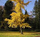 16_03839  ein Ginko-Baum in einem Hamburger Park hat seine Bltter in ein strahlendes Gelb herbstlich verfrbt. Das Gras unter dem Baum ist schon mit seinem abgefallenem Laub bedeckt - der Baum glnzt fast golden in der Herbsonne.  www.christoph-bellin.de