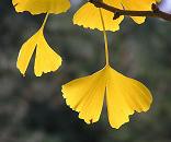 16_03840  Detailansicht von Herbst-Blttern des Ginko-Baumes; sie haben sich golden-gelb verfrbt und werden bald vom Baum fallen. Der Ginkobaum wird als "lebendes Fossil" bezeichnet, da er sich seit Millionen von Jahren kaum verndert hat.   www.christoph-bellin.de