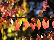 16_038142  in Rot und Gold-Gelb schimmert das Laub eines Strauches im Gegenlicht der Herbstsonne. Im Herbst ziehen sich die Pflanzensfte in den Stamm und Wurzeln zurck; das Chlorophyll, welches die Grnfrbung der Bltter verursacht wird abgebaut und durch Farbstoffe ersetzt, die die Bltter in den Herbstfarben einfrben.  www.christoph-bellin.de