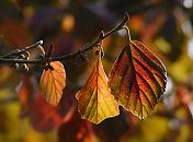 16_038149  die Bltter eines Strauchs haben ihre Herbstfarben angenommen.  www.christoph-bellin.de
