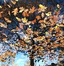 16_038154  Herbstlaub schwimm im Wasser - ein grosser Ahornbaum mit gelben Blttern spiegelt sich. www.christoph-bellin.de