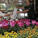 17_21546Am Marktstand mit Blumen aus den Vierlanden verkauft der Blumenhndler u. a. Alpenveilchen und Chrysanthemen, die aus seiner eigenen Grtnerei stammen. Er berreicht einer Kundin gerade eine Tte mit Pflanzen - sie gibt ihm das Geld fr die Ware.  www.hamburg-fotograf.com