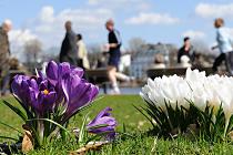 0671 Violette und weisse Krokusse auf den Alsterwiesen - Spazierg�nger und Jogger auf dem Weg an der Aussenalster - auf den B�nken geniessen Hamburger und Hamburger- innen die Fr�hlinssonne. Astronomisch beginnt der Fr�hling auf der Nordhalbkugel am 20. M�rz; in der Meteorologie startet der Fr�hling aus Gr�nden&nbsp; 