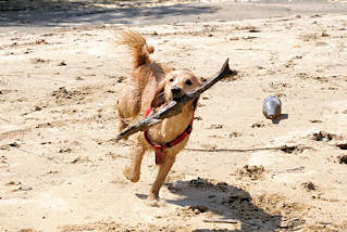 01171_5761 Ein Hund spietl mit einem alten Ast auf dem Sand im zugeschtteten Hafenbecken in Entenwerder, Hamburg Rothenburgsort.