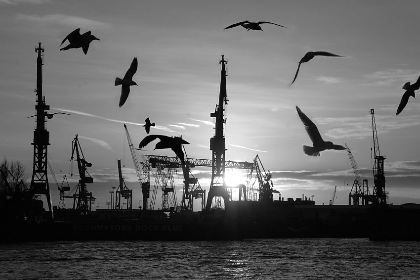 011_15374 die Silhouette von fliegenden Mwen im Gegenlicht der untergehenden Sonne ber dem Hamburger Hafen. Im Hintergrund die Krne der Werft von Blohm & Voss.   www.fotograf-hamburg.de