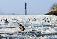3070 Mwen und eine Ente sitzen auf dem Eis der Elbe in der Sonne - bei kalten Wintern wird die Schifffahrt auf der Elbe durch Eisgang stark eingeschrnkt oder kommt zum Erliegen. Im Dunst des Wintertags fhrt im Hintergrund eine Hafenfhre Richtung Hamburg Finkenwerder. 