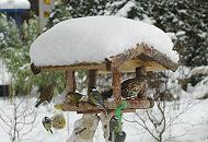 74_1002 Vogelftterung im Winter - das Dach vom Vogelhaus ist mit hohem Schnee bedeckt. Meisen hngen an den Meisenkndeln und Fettnssen und fressen die spezielle Winternahrung; Ein Spatz setzt zur Landung an, whrend eine Drossel und  ein Grnfink im Futterhaus sitzen.  Wintermotive aus Hamburg - Winterftterung von Gartenvgeln.