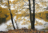 1321 Herbstbume / Herbstlaub am Grossen Bramfelder See