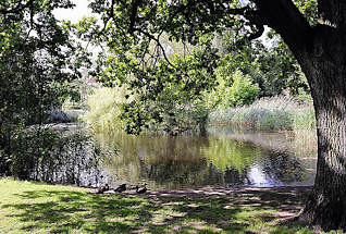 6549 Hamburg Marienthal - Bei der Marienanlage - Grnanlage mit Teich - Enten sitzen am Ufer unter einer dicken Eiche.