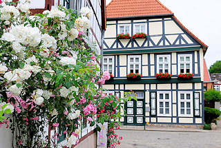 4837 Blühende Klettterrosen an einer Hausfassade, Fachwerkhaus in der Hansestadt Salzwedel.