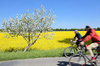 1228 Frühlingstour mit dem Fahrrad durch das Wendland - blühende Apfelbäume am Strassenrand - gelbes Rapsfeld in Blüte.